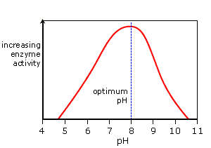 enzyme pH graph