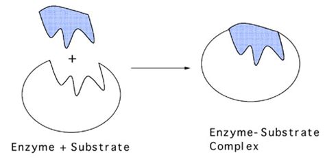 enzymes + substrate diagram