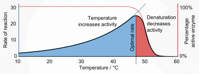 enzyme temp graph