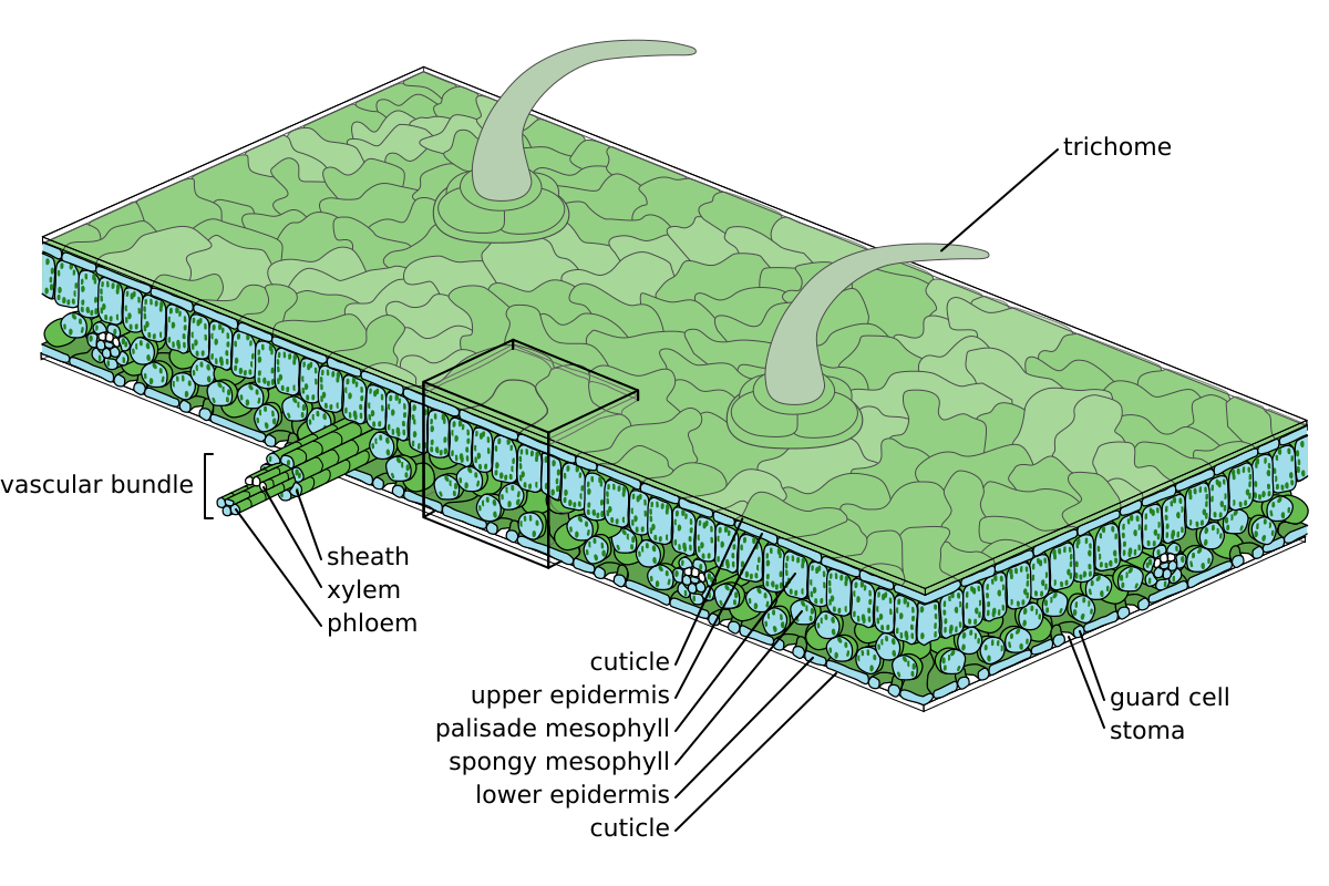 Leaf Structure