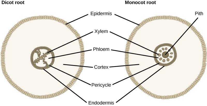 Root vascular bundle