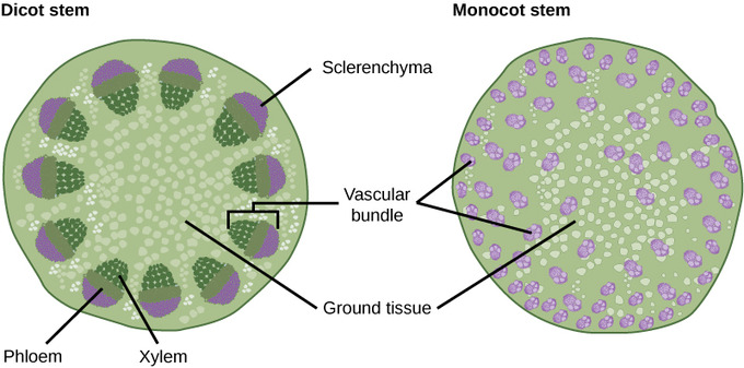 Stem vascular bundle