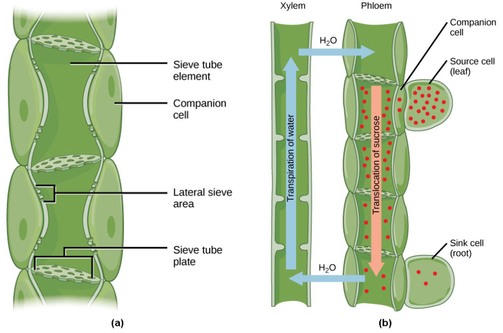 Structure of Xylem and Phloem